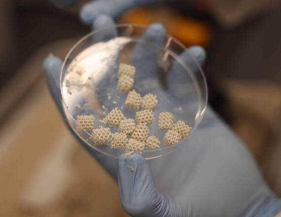 bone scaffolds in a petri dish